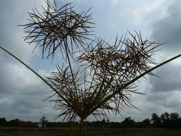 Image result for Cyperus distans