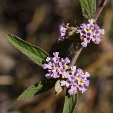 Image result for Verbenaceae