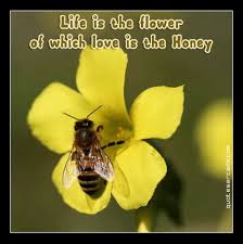 Bees nourish themselves from flowers' nectar. Quotes About Flowers And Bees Quotesgram