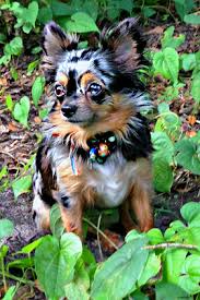 Long Haired Chihuahua Puppy Chihuahua Puppy For Sale Long Haired Chihuahua Puppies Chihuahua Puppies For Sale Chihuahua Puppies