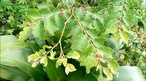 Kualitas terbaik gratis untuk komersial tidak perlu kredit bebas hak cipta. Pohon Ini Mirip Tapal Besi Atau Ileng Ileng Yang Sering Dijadikan Bahan Bonsai Youtube