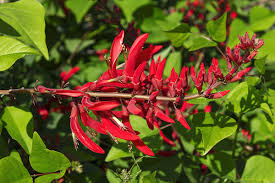 Image result for Erythrina × coddii