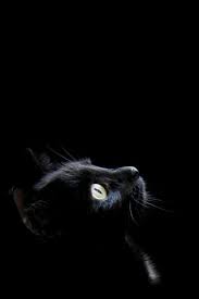 Black cat with the moonhalloween background stock. Iphone X Wallpaper Hd 1080p Black Tecnologist Cat Wallpaper Cat Background Black Cat