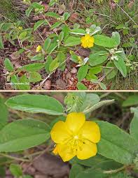 Image result for Melhania acuminata