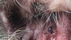 How do dogs get yeast infections. Yeast Infection In Dogs How To Really Conquer It