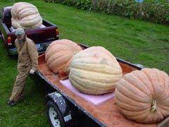 Bill Foss S How To Grow Giant Pumpkins Instructions Giant Pumpkin Pumpkin Growing Pumpkins