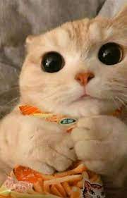 impossible seungseok sevimli kedi yavrulari sevimli kediler kediler ve yavrulari