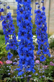 Image result for Delphinium leroyi