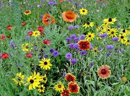 Your Place To Buy And Sell All Things Handmade Flower Seeds Flower Seeds Packets Wildflower Seeds