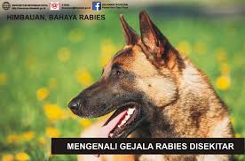 Manusia merupakan penyebab utama secara tidak. Kenali Tanda Tanda Bahaya Penyakit Anjing Gila Rabies Disekitar Kita Desa Rupe