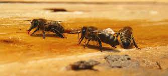 How to get to pest control. Spring Pest Control The Best Time Of Year To Prevent Pests