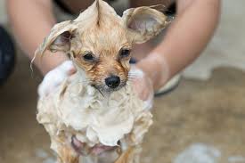 Visit us during normal business hours & bring your furry friend so we can meet them (please!) Natural Pet Products Are Preferred By Groomers Trends Petproductnews Com