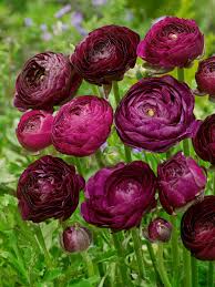 Image result for Ranunculus