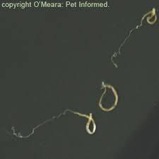 Image result for Whipworm