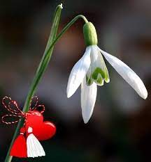 Vinteg wan mei 14, 2021. Kartinki Po Zaprosu Poze Martisor 1 Martie Holiday Decor Christmas Ornaments Flowers Bouquet