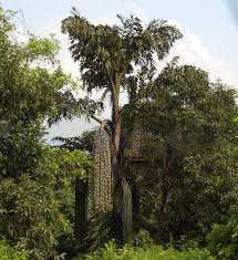 Image result for Caryota urens