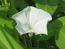 Image result for Ipomoea aquatica