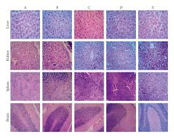 Image result for Ipomoea wightii