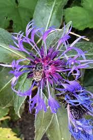 Bienenweide Pflanzen Zur Erhaltung Vieler Bienenarten Pflanzen Berg Flockenblume Bienenfreundlicher Garten