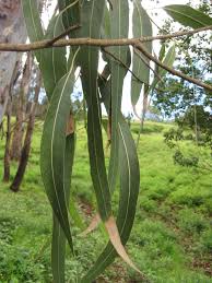 Image result for Eucalyptus tereticornis