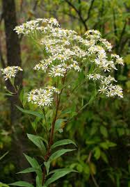 Image result for Hypertelis umbellata