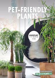 University of new hampshire cooperative. October 2018 Pet Friendly Plants Houseplant Of The Month Flower Council