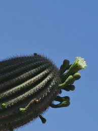 The saguaro is the tallest cactus in the united states, normally growing to be 40 feet tall. Saguaro Cactus Learn More Every Day