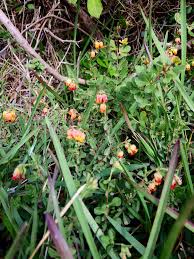 Image result for Hermannia micropetala