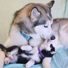 Anne Ile Yavru Sibirya Kurdu Husky Komik Hayvan Yavru Kopek Hayvanlar