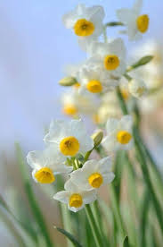 Il Colore E Poesia Dell Anima Spring Garden Flowers Spring Flowers Beautiful Flowers