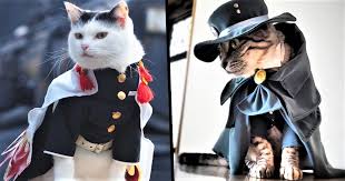But cats just dominate the medium. Japanese Guy Creates Intricate Anime Costumes For His Cats Unilad