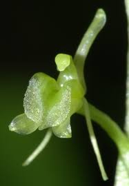 Image result for Liparis killmanniae