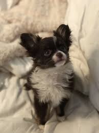 Teacup chihuahua puppies for sale in georgia. Chocolate And White Long Hair Chihuahua 3 Months Old Chihuahua Puppies Long Haired Chihuahua Puppies Chihuahua