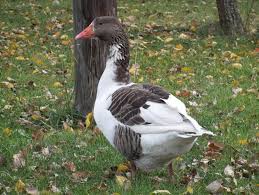There are 3 basic steps to an effetive program for goose control. Geese Goose Farm Yard Pomeranian