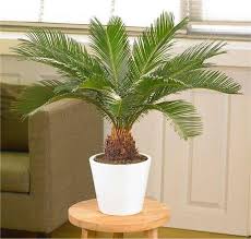 Selain itu, menurut feng shui, tanaman ini membawa pengaruh baik untuk, kesehatan, keberuntungan, dan panjang umur bagi para penghuni rumah. Percaya Atau Tidak 5 Tanaman Hias Ini Dipercaya Membawa Keberuntungan Menurut Feng Shui Galamedia News