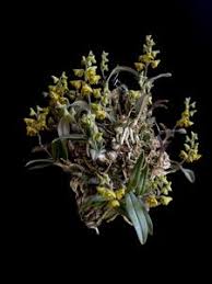 Image result for Polystachya campyloglossa