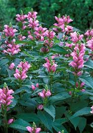 We did not find results for: Turtle Head Chelone Oblique Blooms Late Summer Shade Plant I Have This Plant In My Garden And Really Love It Shade Plants Plants Shade Garden Plants