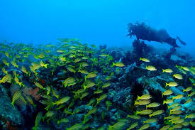 Pinterest.com muat turun segera bermacam contoh gambar pemandangan dasar laut untuk mewarna yang berguna dan boleh di perolehi dengan mudah april 14, 2019 february 18, 2019 by ashgive 6,261 views Menjelajah Kawasan Bawah Laut Likupang Yang Tak Kalah Indahnya Dengan Bunaken Pulau News