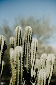 The saguaro cactus (carnegiea gigantea) is one of the defining plants of the sonoran desert. Green Cactus In Joshua Tree By Joseph West Photography Stocksy United