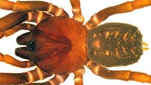 • dictionnaire des termes du vieux françois : Quatre Nouvelles Especes D Araignees Stormtroopers Decouvertes