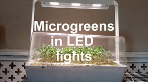 Discover furnishings and inspiration to create a better life at home. How To Grow Broccoli Microgreens Ikea Vaxer Led Grow Lights Rockwool Growing Medium For Hydroponics Youtube