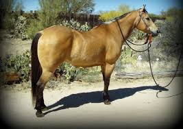 2015 buckskin aqha quarter horse mare. Gentle Buckskin Trail Gelding Horses Quarter Horse Horses For Sale