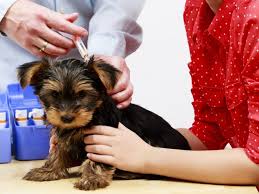 Il s'agit de la plupart des états membres de l'union européenne. Passeport Et Vaccinations Des Chiens Et Chats Pour Les Vacances Europ Assistance