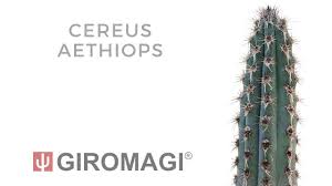 Image result for Pycreus aethiops