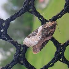 Image result for Pouteria pseudoracemosa