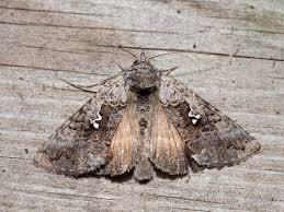 Image result for Syngrapha interrogationis