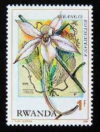 Image result for Habenaria tentaculigera