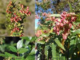 Image result for Anacardiaceae
