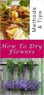 By preparednessmama on july 31 you can easily pick it out of a lineup by its prominent purple flowered tips. 27 How To Dry Flowers Ideas Flowers Dried Flowers How To Preserve Flowers