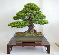 Bonsai Taxus Baccata Bonsai Pflanzen Bonsai Baum Bonsai